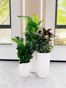 “前湾植物租摆设计，为你定制专属绿色景致验